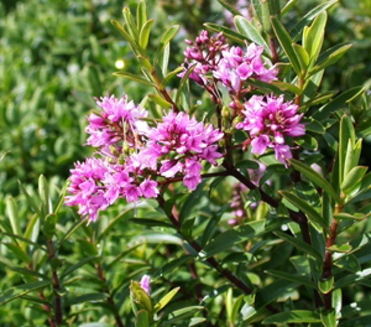 Hebe Diosmifolia ‘Garden Beauty’ (Box-Leaf Hebe)