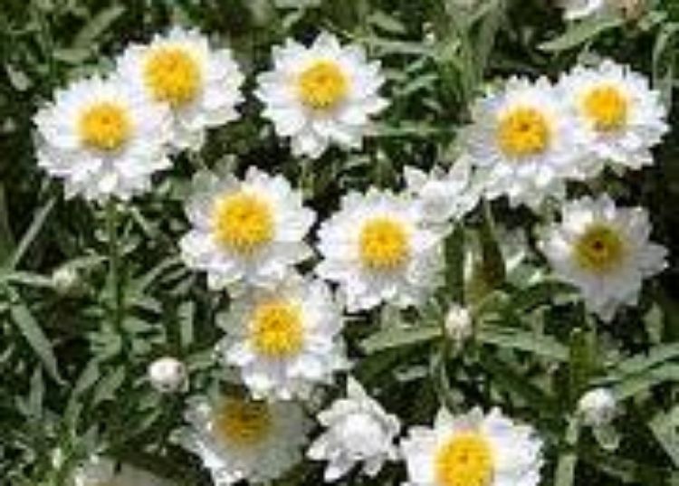 Rhodanthe 'Southern Stars' (Southern Stars Everlasting Daisy)