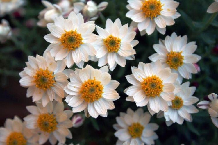 Rhodanthe 'Southern Stars' (Southern Stars Everlasting Daisy)