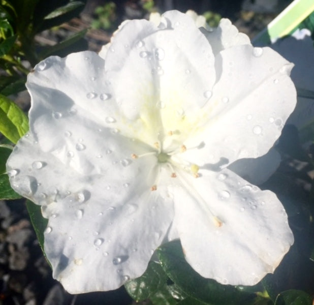 Rhododendron indicum (White Bouquet Azalea)