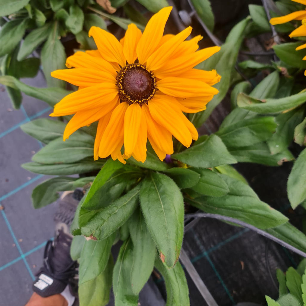 Rudbeckia ‘Sunbeckia Stella’