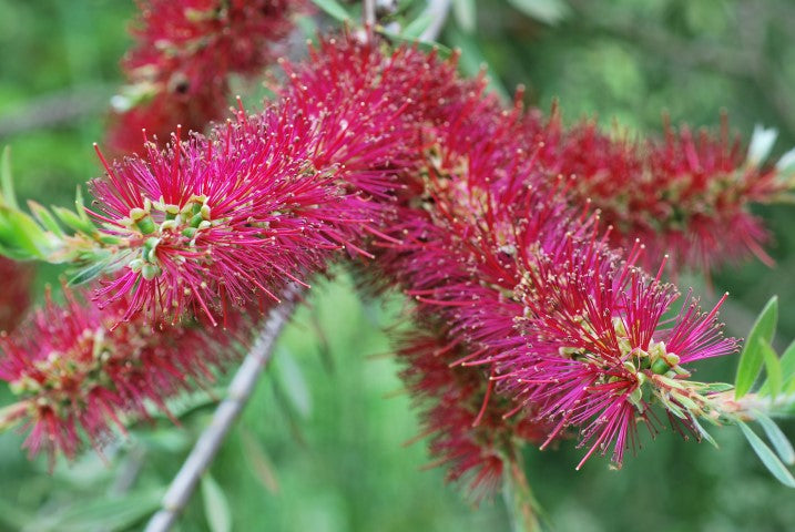 Callistemon Forresterae (Forrester’s Bottlebrush)
