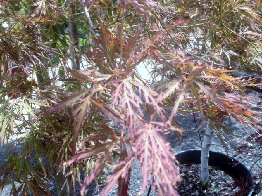 Acer Palmatum Dissectum (Bronze Japanese Maple)