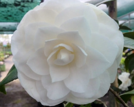 Camellia japonica ‘Nuccio’s Gem’