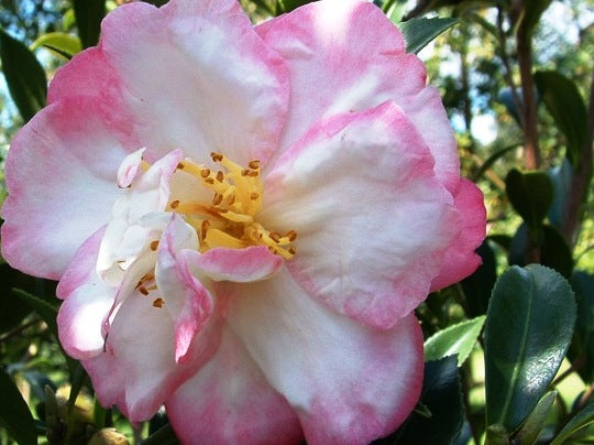 Camellia sasanqua ‘Jane Morgan’ (Sasanqua Camellia)