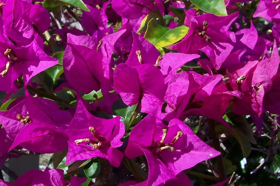 Bougainvillea glabra Plum Crazy (Bougainvillea Plum Crazy)