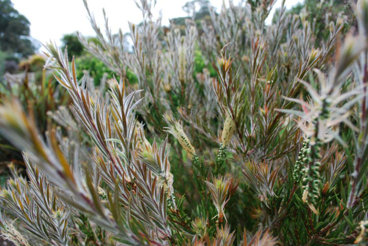 Callistemon Nyallingensis ‘Summer Days’ (Boggy Creek Bottlebrush)
