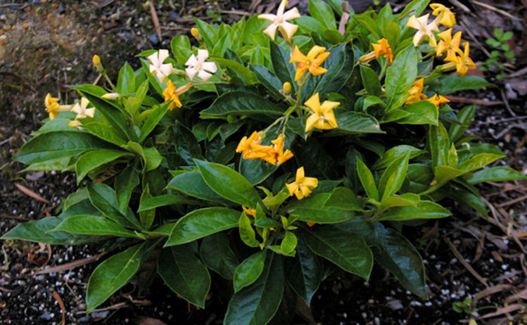 Hymenosporum flavum ‘Lushious’ (Lushious Dwarf Native Frangipani)
