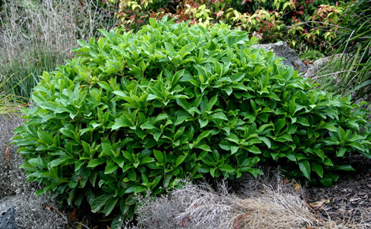 Hymenosporum flavum ‘Lushious’ (Lushious Dwarf Native Frangipani)