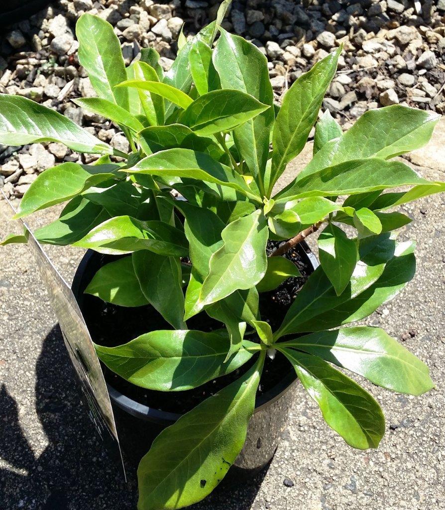 Hymenosporum flavum ‘Lushious’ (Lushious Dwarf Native Frangipani)