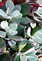 Kalanchoe pumila ‘Silver Stars’ (Flower Dust Plant)
