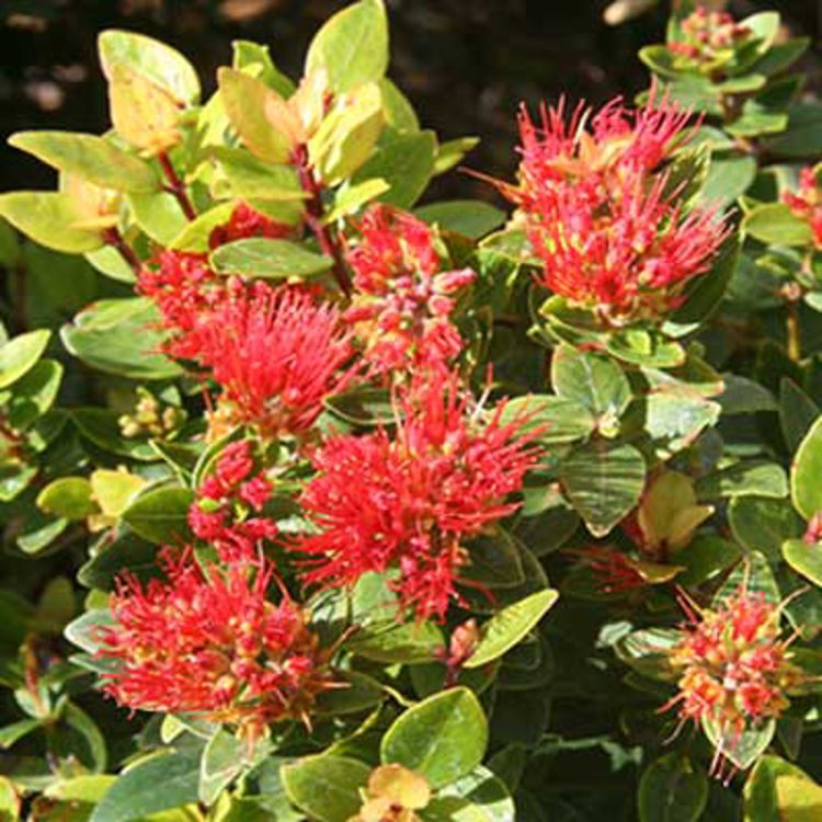 Metrosideros 'Firebirds Crimson Glory' (Firebirds Crimson Glory New Zealand Christmas Bush)