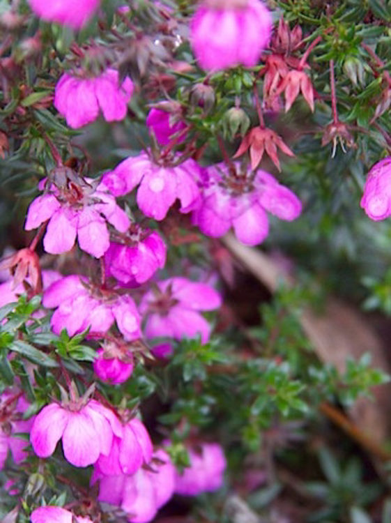 Bauera Rubioides ‘Prostrate Pink’ (Prostrate Pink River Rose)