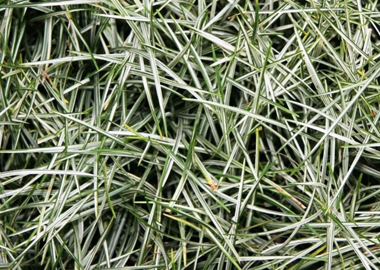 Ophiopogon japonicus ‘Bali Stripe’ (Variegated Mondo Grass)