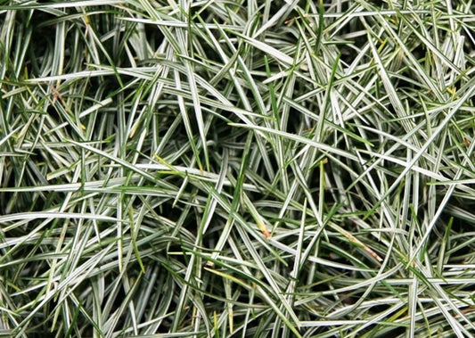 Ophiopogon japonicus ‘Bali Stripe’ (Variegated Mondo Grass)