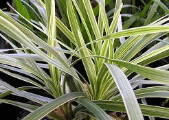 Ophiopogon japonicus ‘Bali Stripe’ (Variegated Mondo Grass)