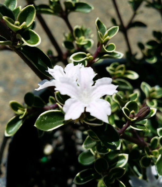 Serissa foetida ‘Snow Leaves’ (Snow Rose Variegated)