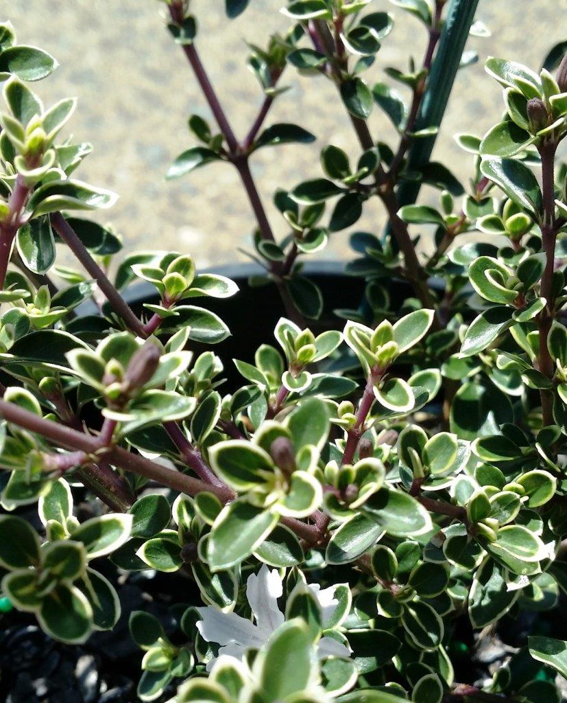 Serissa foetida ‘Snow Leaves’ (Snow Rose Variegated)