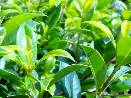 Syzygium australe ‘Screen It’ (Lilly Pilly)