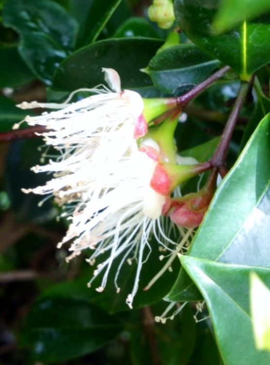 Syzygium australe ‘Screen It’ (Lilly Pilly)