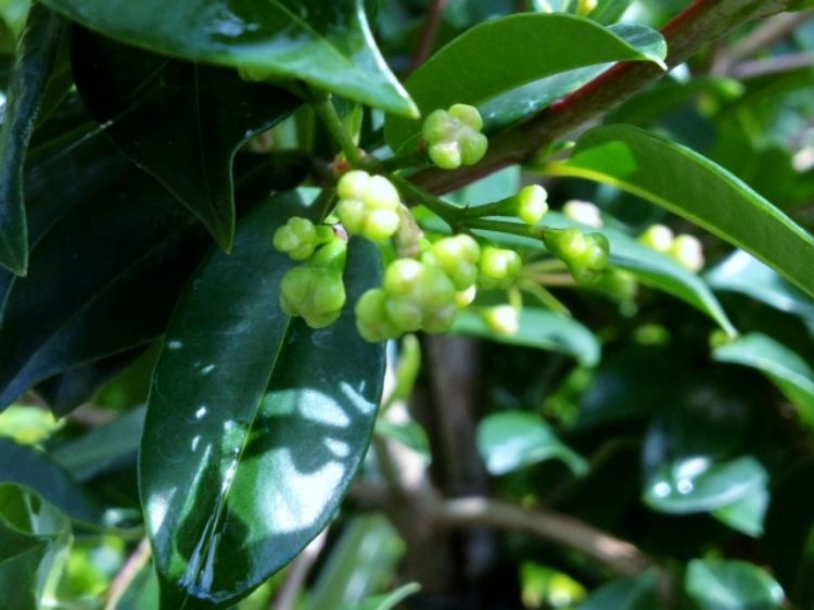 Syzygium australe ‘Screen It’ (Lilly Pilly)