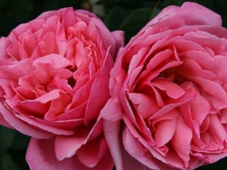 Rosa ‘Forget Me Not’ (Hybrid Tea Rose)