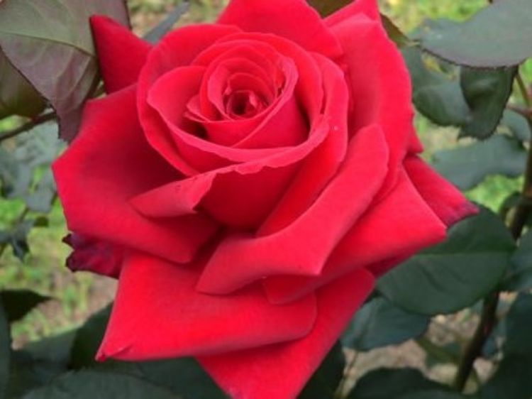 Rosa ‘Fragrant Charm’ (Fragrant Charm Hybrid Tea Rose)