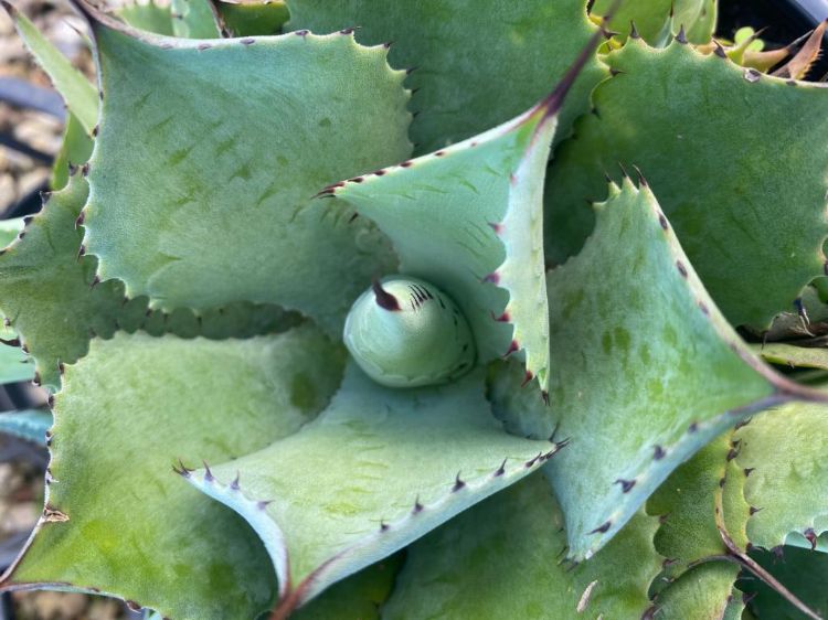Agave 'Confederate Rose' (Confederate Rose Agave)