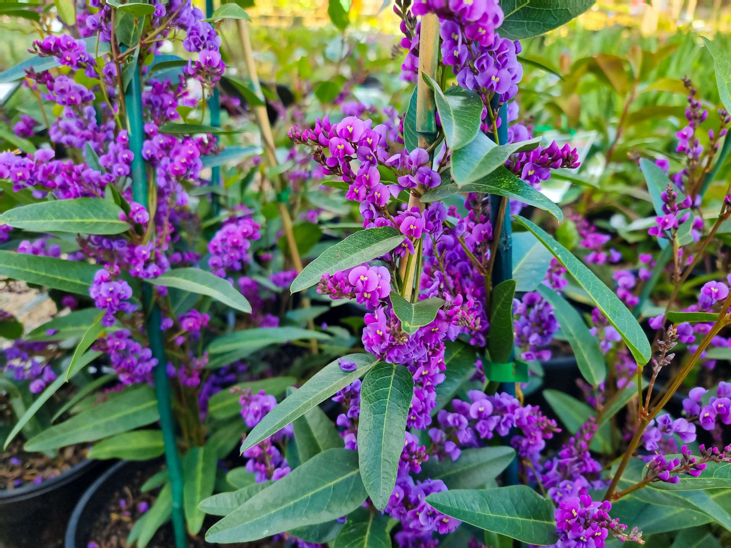 Hardenbergia Violacea (Purple Coral Pea)