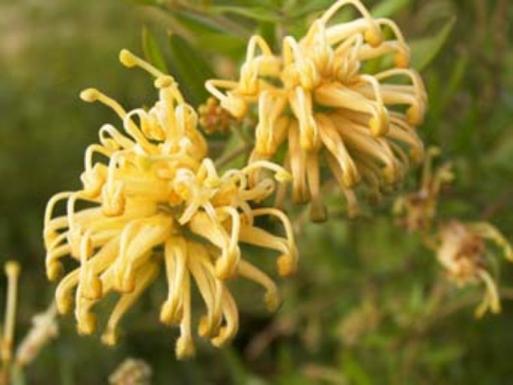 Grevillea ‘Gold Fever’ (Gold Fever Grevillea)
