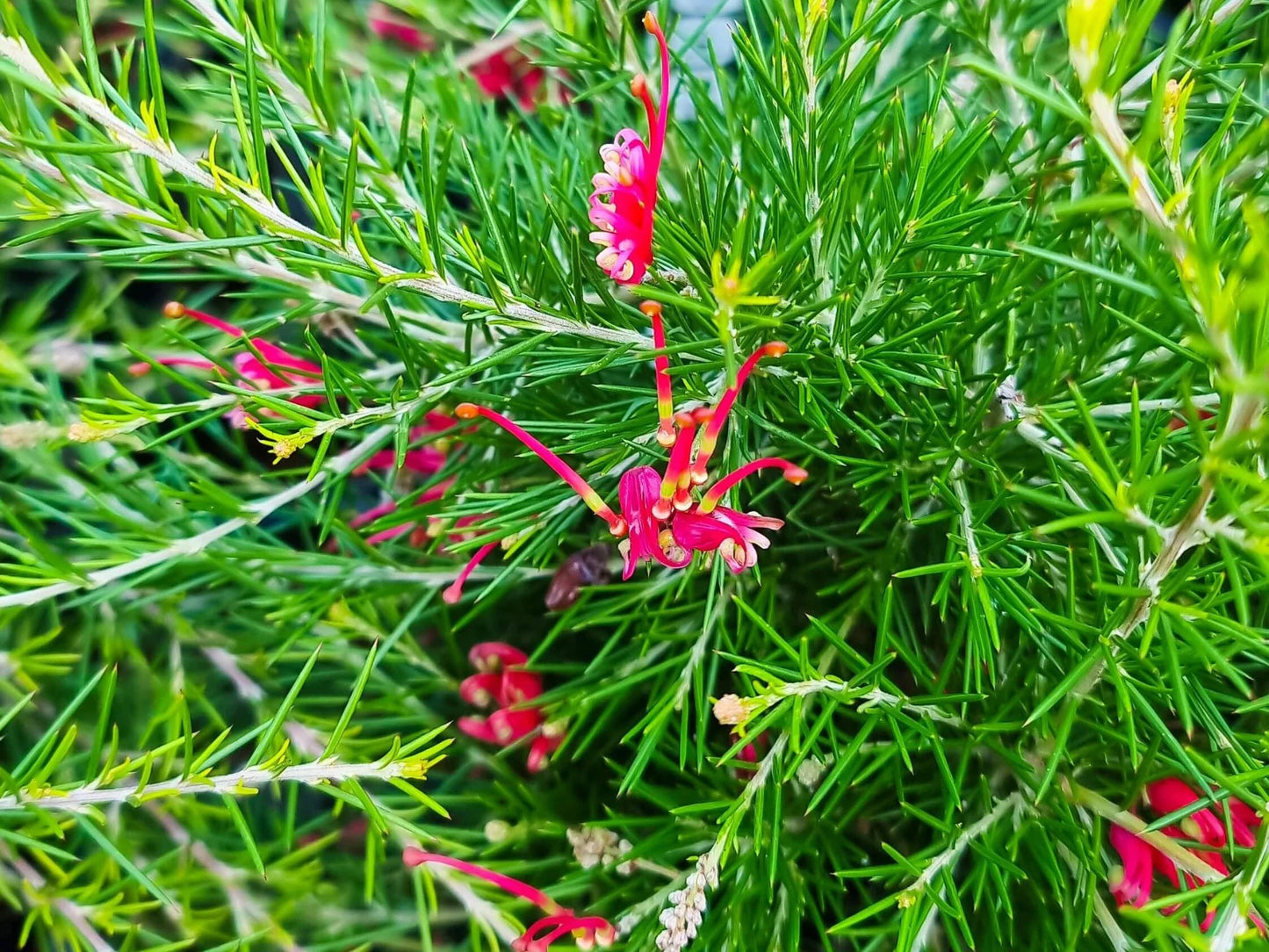 Grevillea Rosmarinifolia (Rosemary Grevillea)
