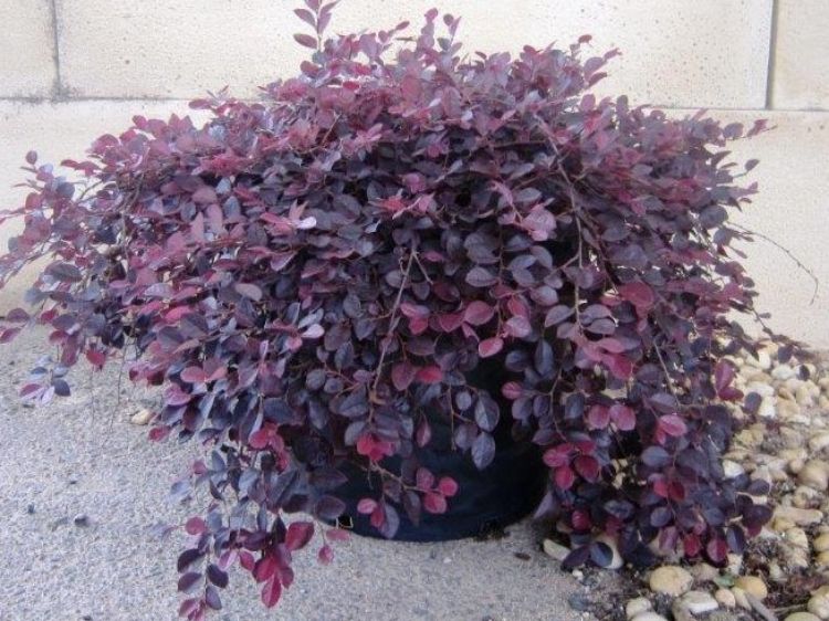 Loropetalum Chinense 'Peack' Purple Pixie™ (Purple Pixie™ Loropetalum)