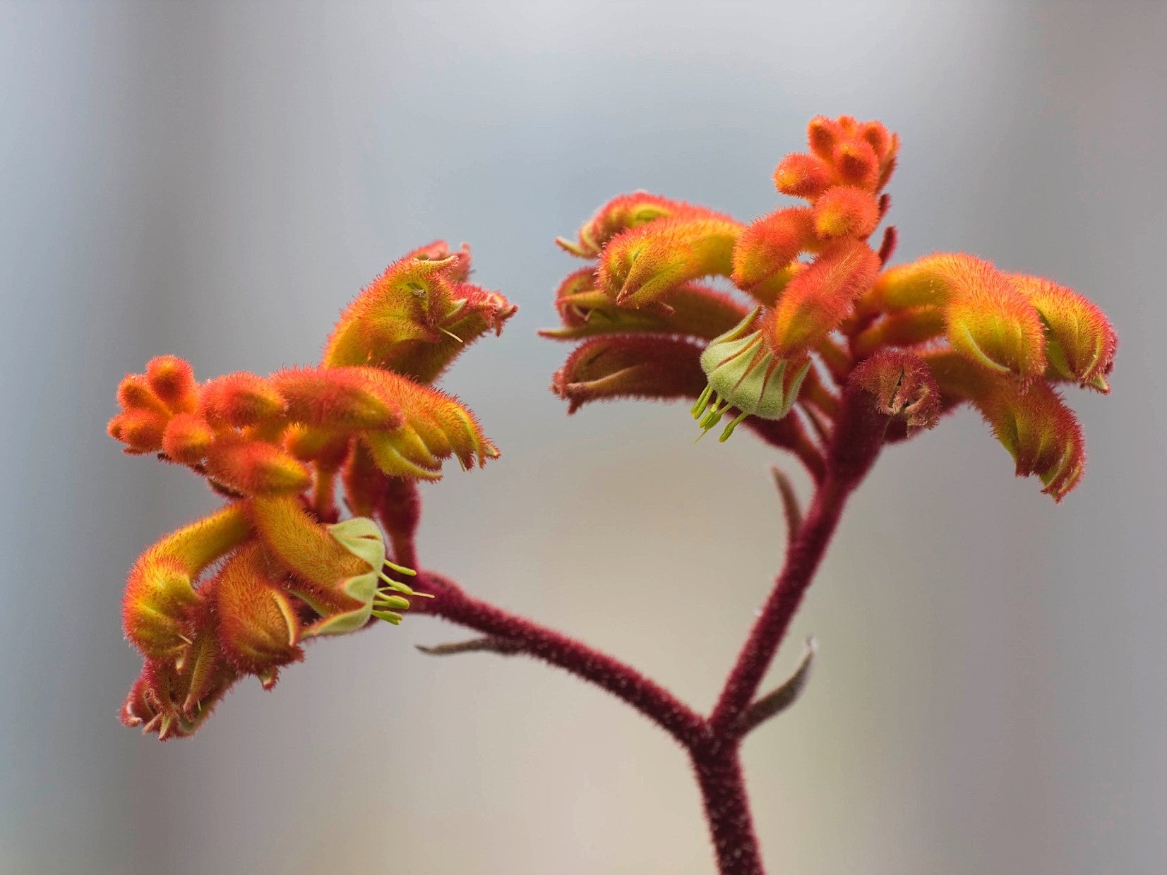 Anigozanthos ‘Kings Park Federation Flame’ (Kangaroo Paw)
