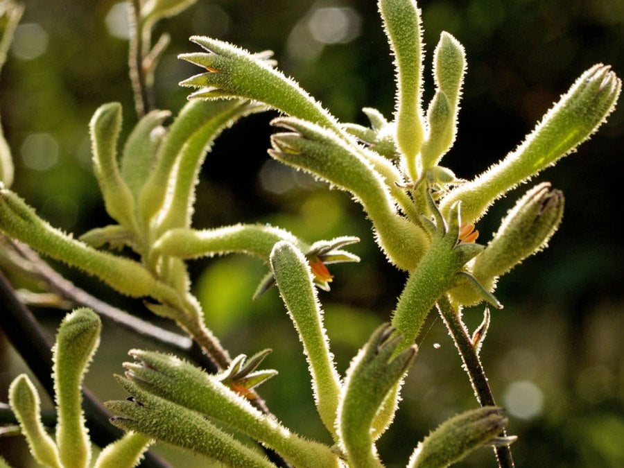Anigozanthos flavidus Green Form (Green Kangaroo Paw)