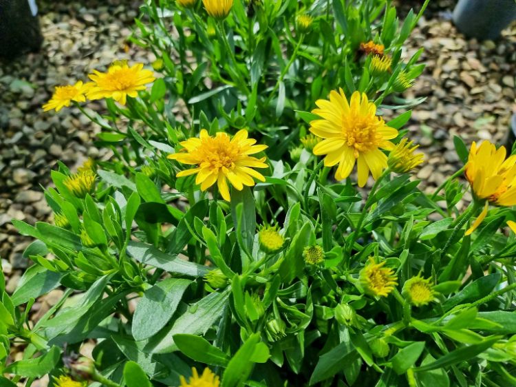 Osteospermum ‘3D Deep Sun’ (3D Deep Sun African Daisy)