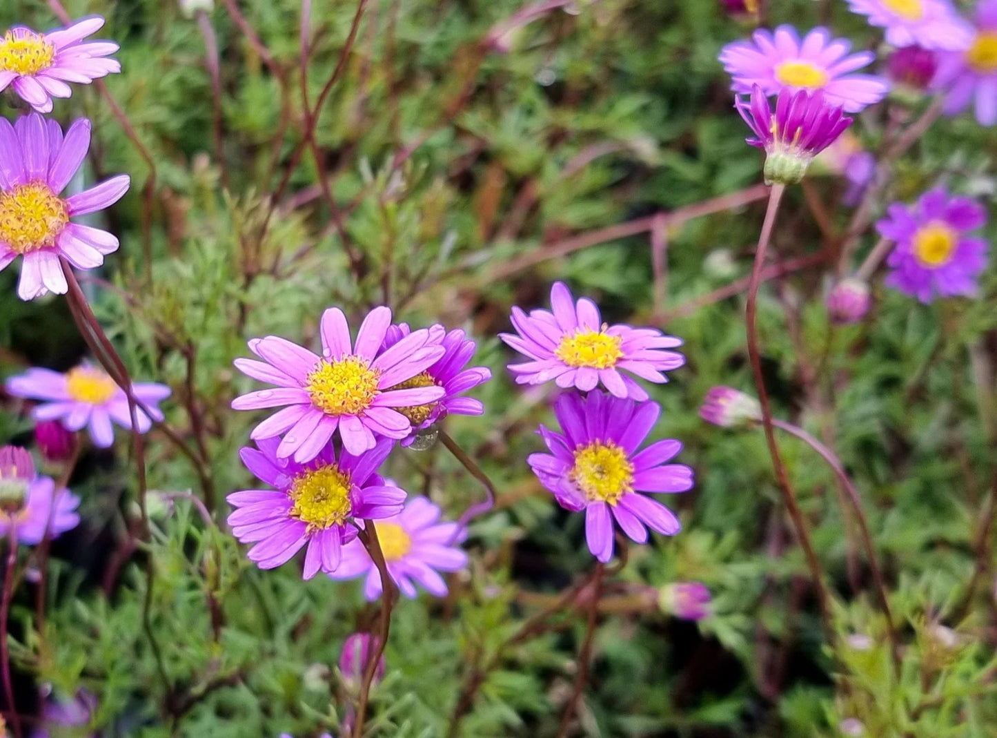 Brachyscome ‘Break O’Day’ (Break O’Day Daisy)