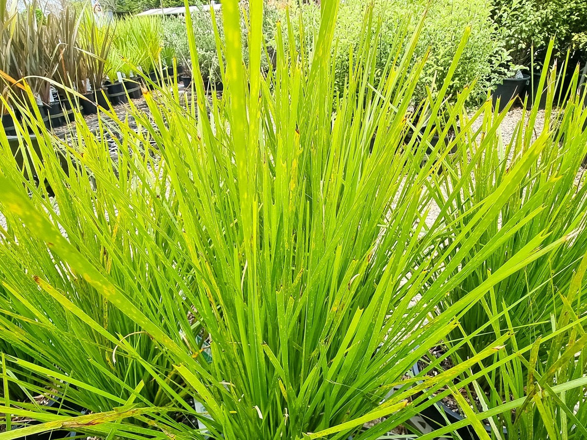 Lomandra confertifolia ‘Pallida’ Trojan™ (Mat Rush)