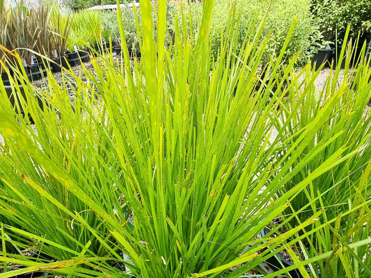 Lomandra confertifolia ‘Pallida’ Trojan™ (Mat Rush)