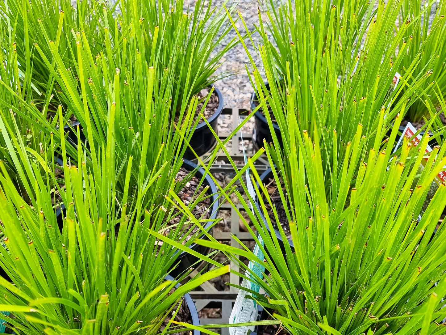 Lomandra confertifolia ‘Pallida’ Trojan™ (Mat Rush)