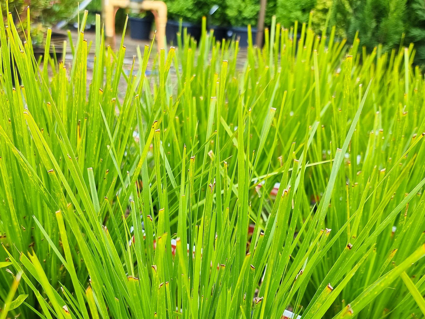 Lomandra confertifolia ‘Pallida’ Trojan™ (Mat Rush)