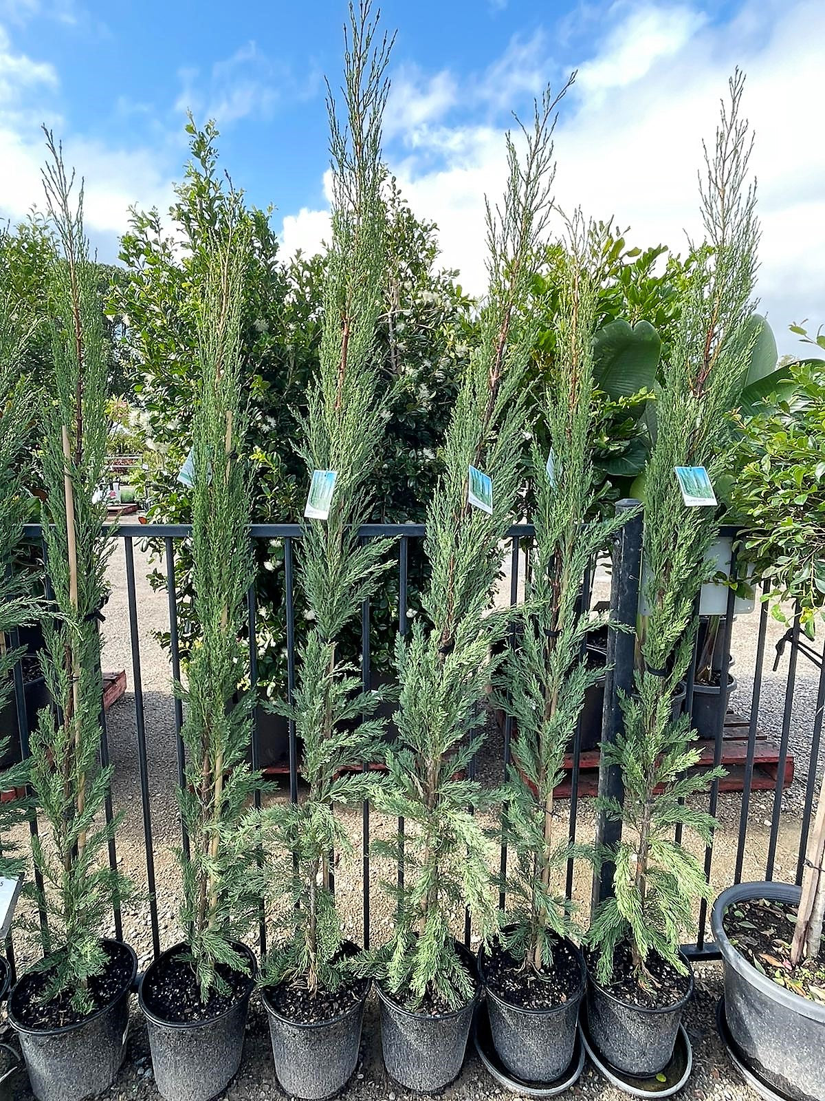 Cupressus sempervirens ‘Nitschkes Needle’ (Mediterranean Cypress)