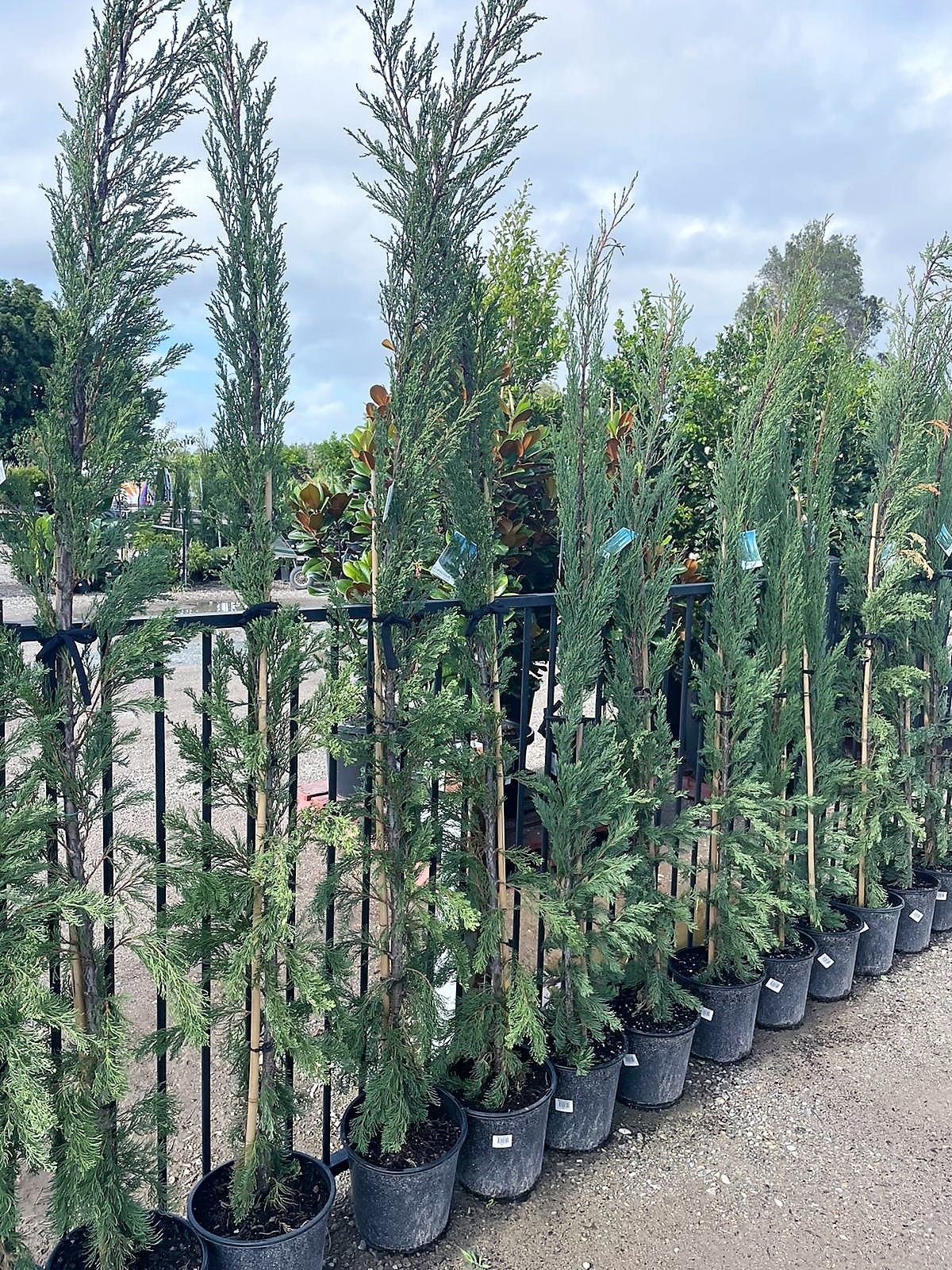 Cupressus sempervirens ‘Nitschkes Needle’ (Mediterranean Cypress)