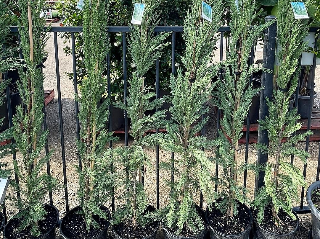 Cupressus sempervirens ‘Nitschkes Needle’ (Mediterranean Cypress)
