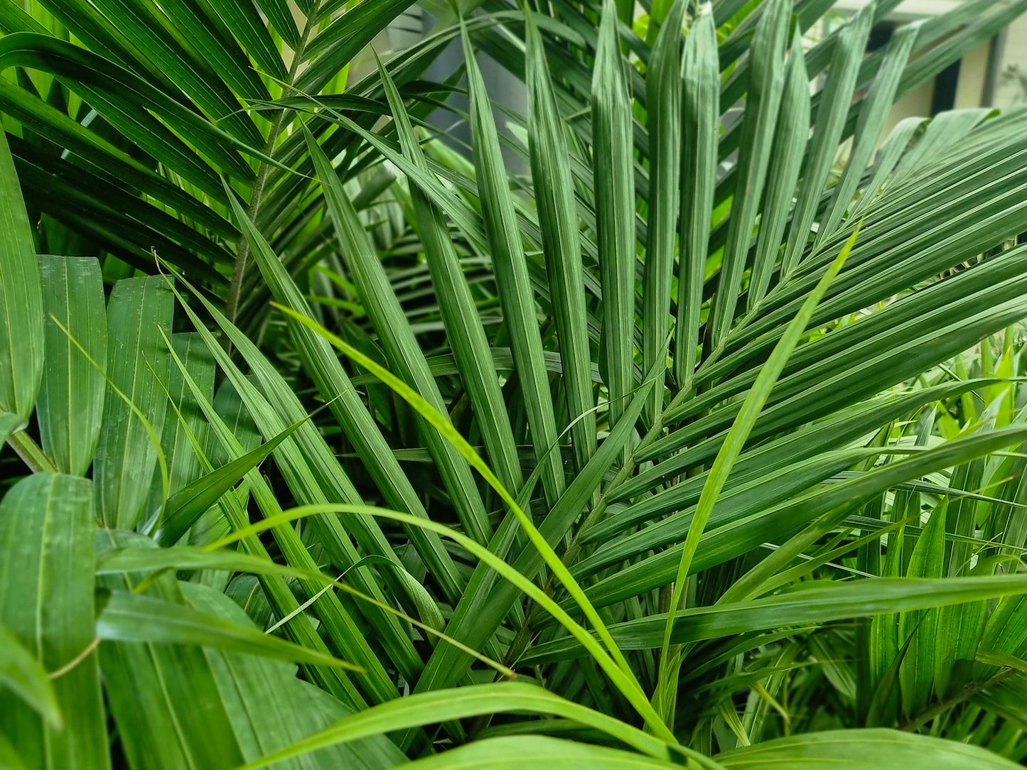 Archontophoenix cunninghamiana – Bangalow Palm (Multi Planted)