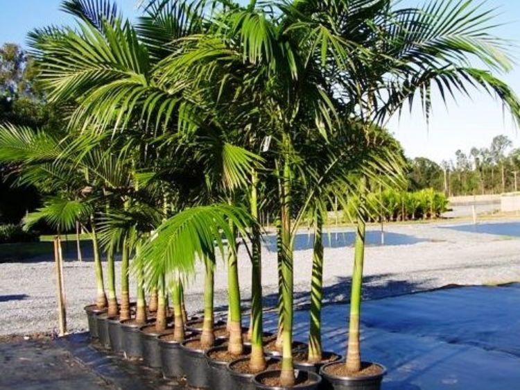 Archontophoenix cunninghamiana – Bangalow Palm (Multi Planted)