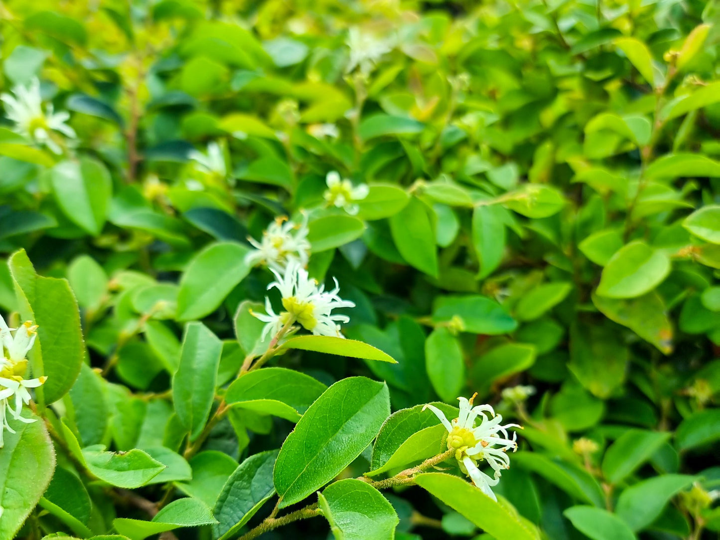 Loropetalum Chinense (Bobz White)