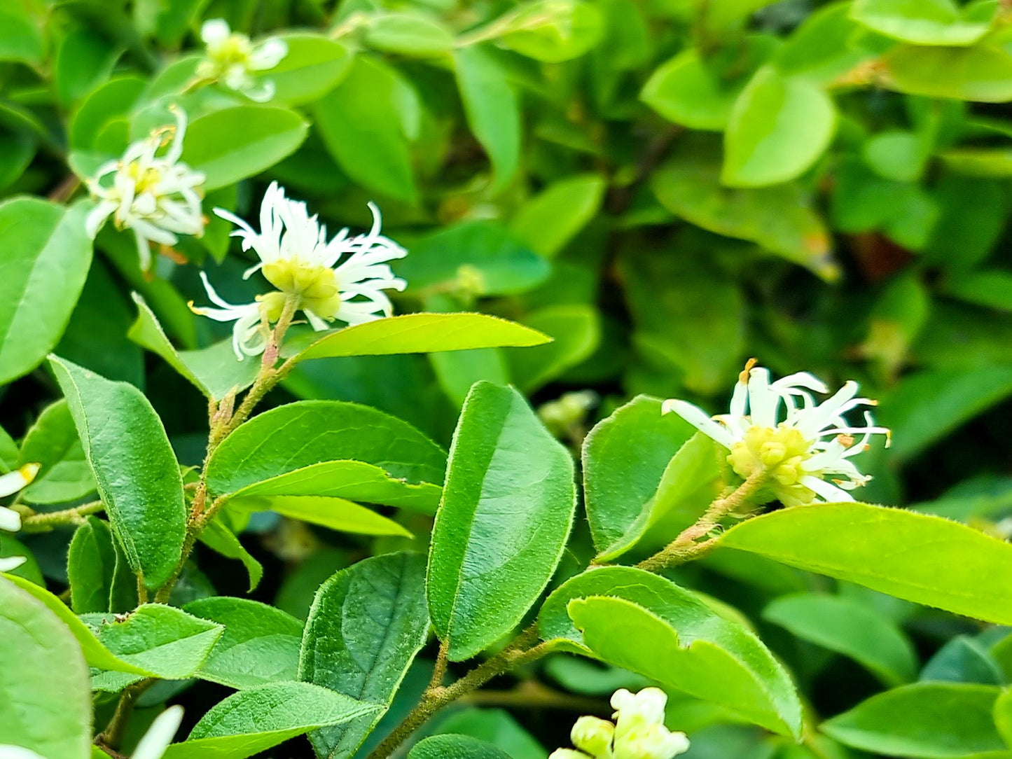 Loropetalum Chinense (Bobz White)