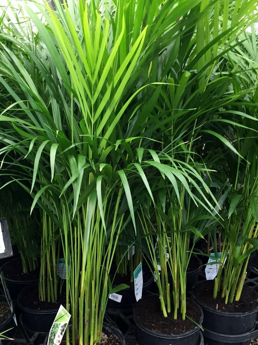 Gold Stripe Palm (Dypsis lutescens)