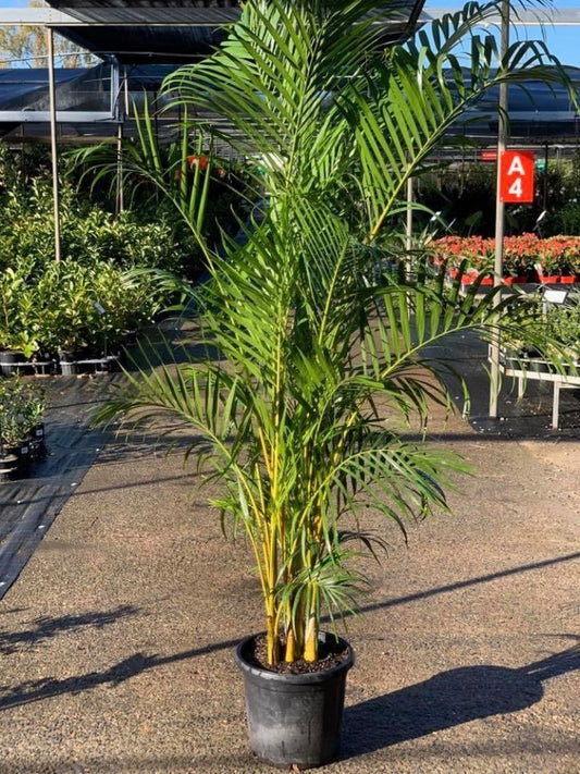 Dypsis lutescens (Areca Palm / Butterfly Palm)