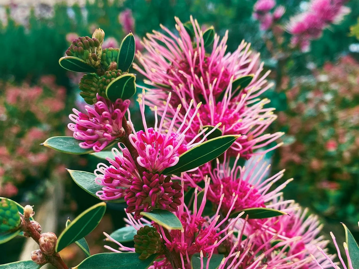 Hakea ‘Burrendong Beauty’ (Burrendong Beauty Hakea)